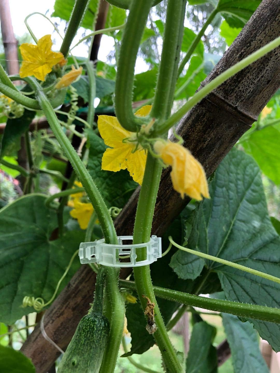 OETNAISAN 1, White image number 4