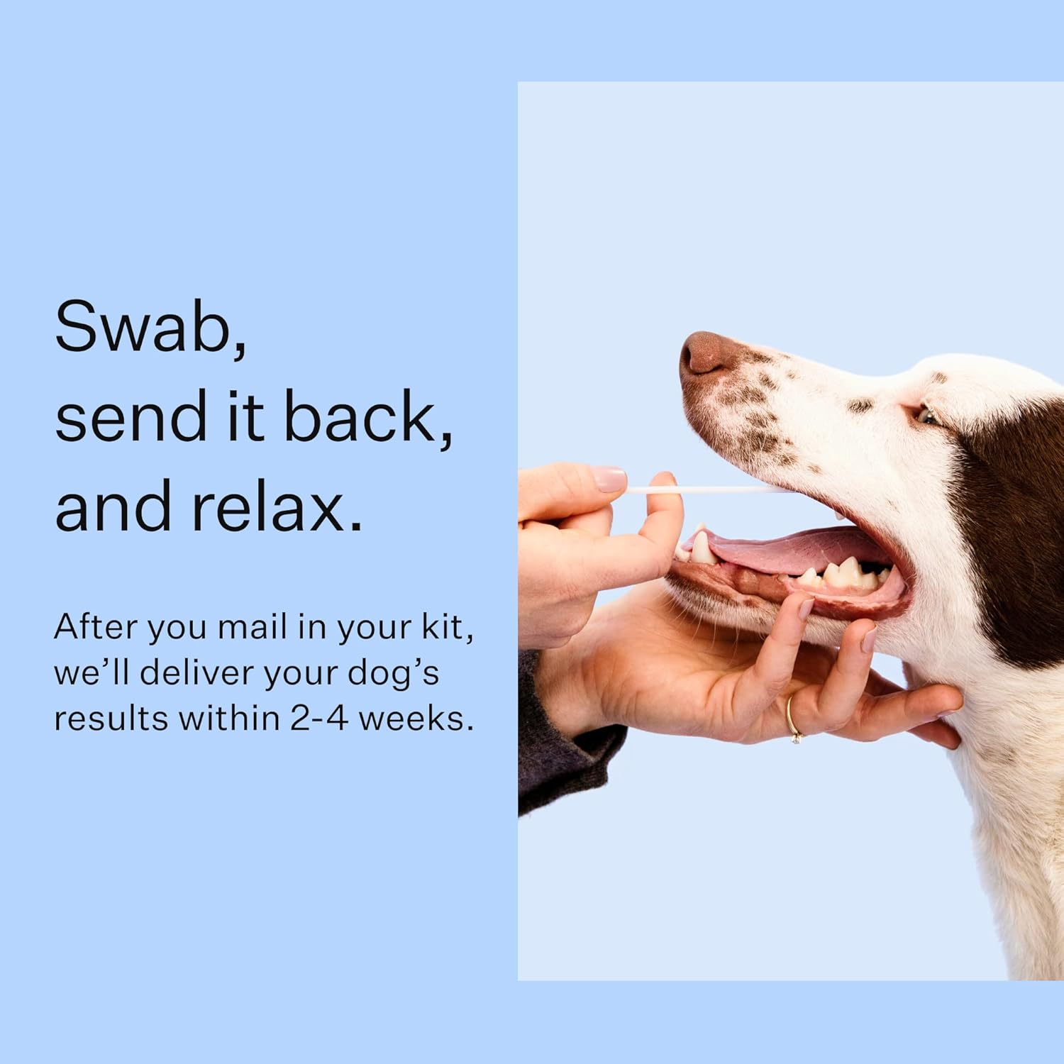 Wisdom Panel Breed Discovery Dog DNA Kit: Most Accurate Dog Breed Identification, Test for 365+ Breeds, MDR1 Health Test, Ancestry, Relatives image number 4