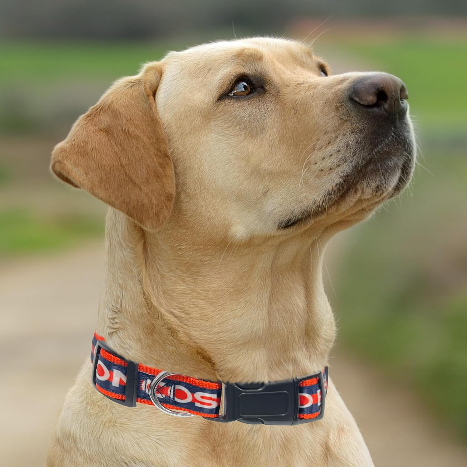 Pets First NFL Dog Collar