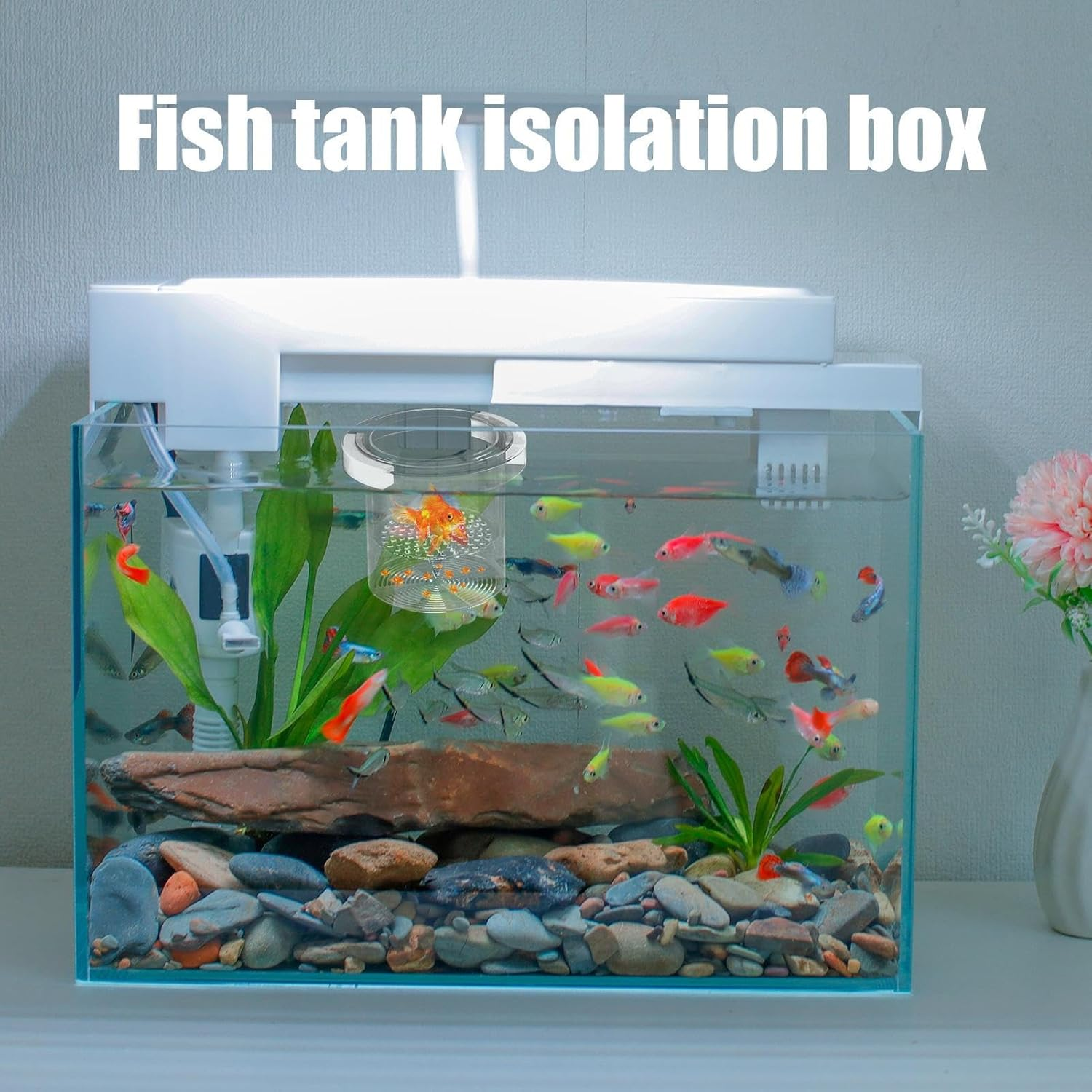 Isolation Box for Fish Tank | Mesh Breeding Box for Fish Tank,Floating Divider Container Hatchery Incubator for Shrimp Guppy Egg Angelfish Fry Acclimation - Circular image number 4