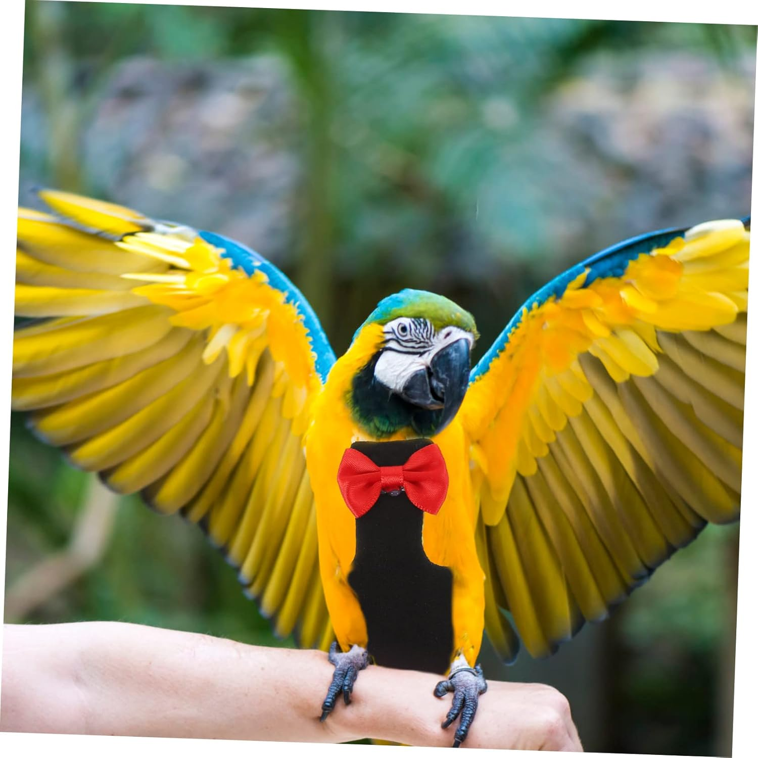 NOLITOY 5Pcs Reusable Bird Diaper Washable Flight Suit for Parrots Bird Clothes Macaw Diaper XL image number 2