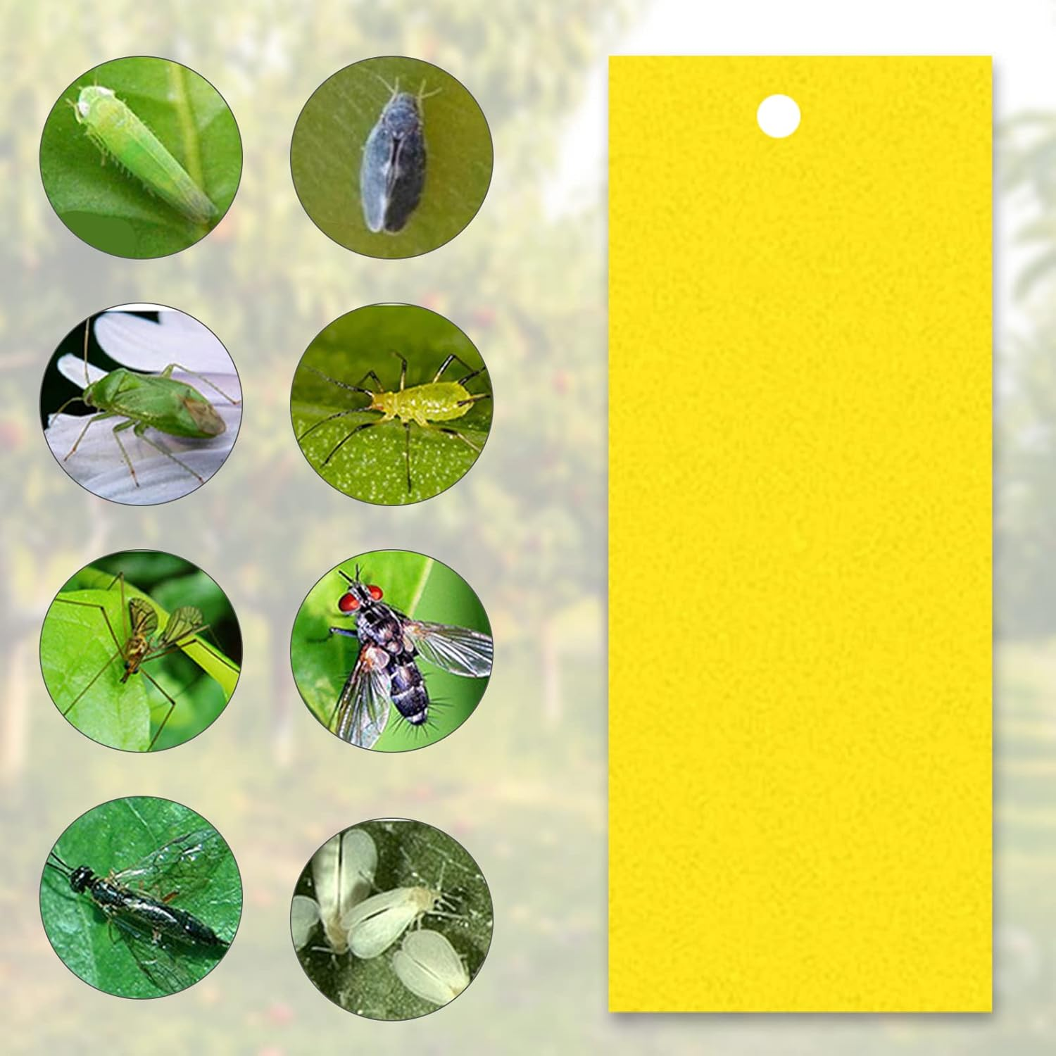 Sticky Traps for Flying Plant Insect Fungus Gnats 20Pcs 20 * 15Cm Dual-Sided Flying Insect Traps Can Be Cut