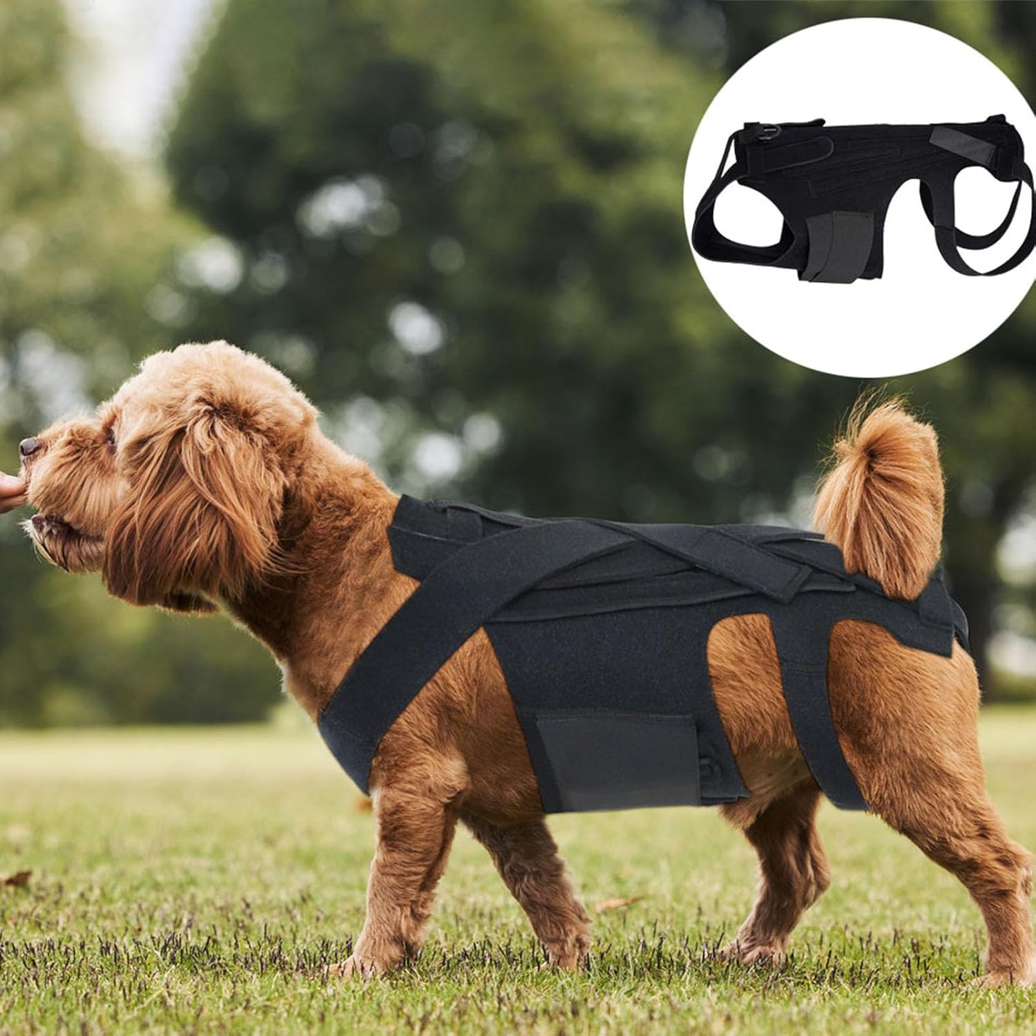 Dog Back Brace, Pet Back Support Vest Back Bracer for Dachshunds, Corgis Et Al Other Dogs IVDD Arthritis, Herniated Disc, Spinal Recovery (S Size) image number 6