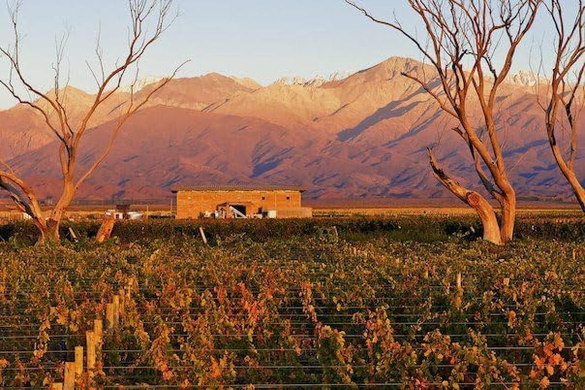 2016 Aluvi&oacute;n Vineyards Malbec Wine "Forjado" from the Uco Valley, Mendoza, Argentina