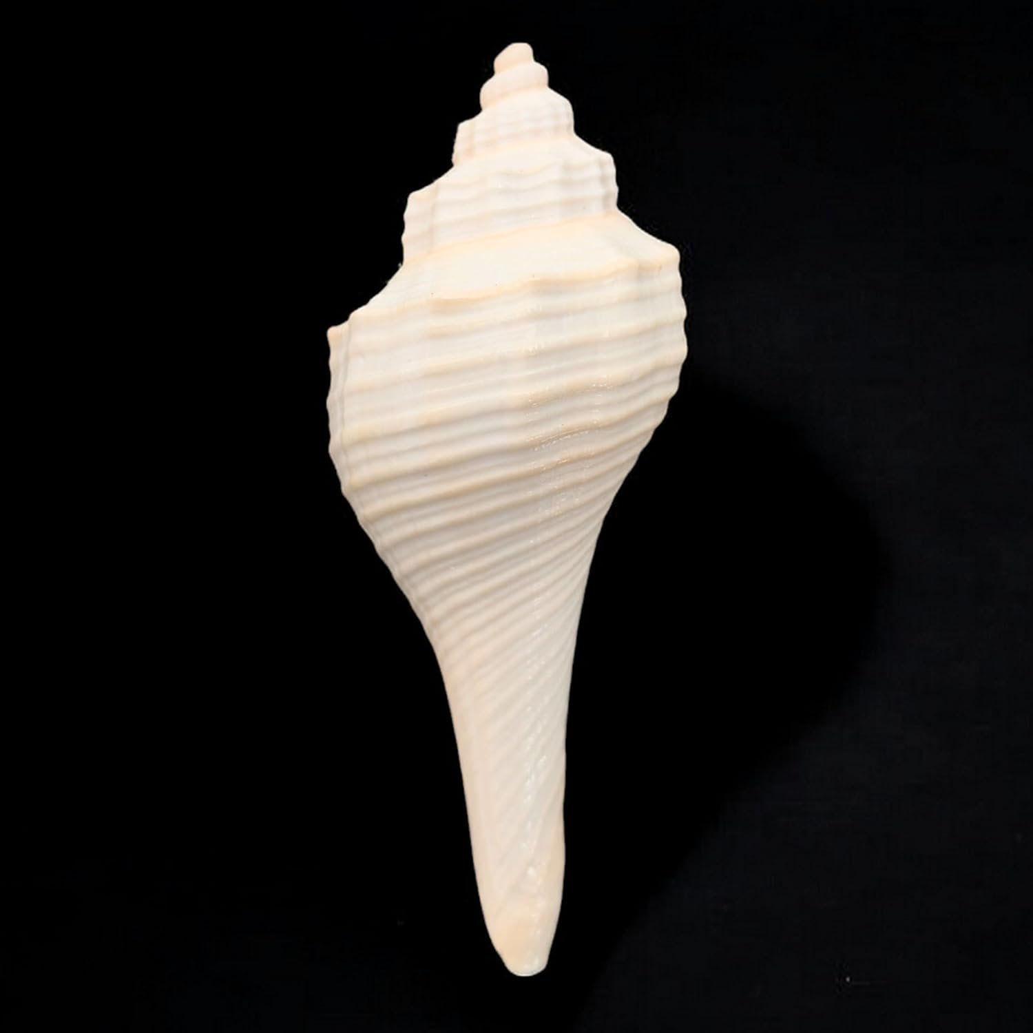 Decorative Shankh 2 Inch (Set of 2) &ndash; Auspicious Conch Shells for Pooja, Vastu, and Home Decor | Hindu Ritual Shankh for Mandir, Spiritual Gift, Temple Decoration, and Positive Energy image number 6