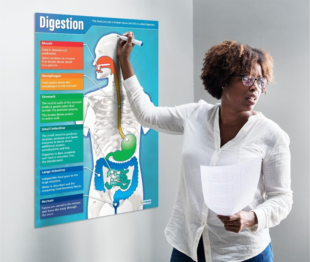 Digestion | Science Posters | Laminated Gloss Paper Measuring 850Mm X 594Mm (A1) | Science Charts for the Classroom | Education Charts by Daydream Education image number 4