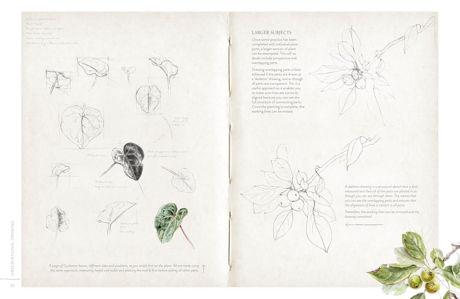Sketching Nature: the Beginner'S Guide to Keeping a Botanical Sketchbook image number 6