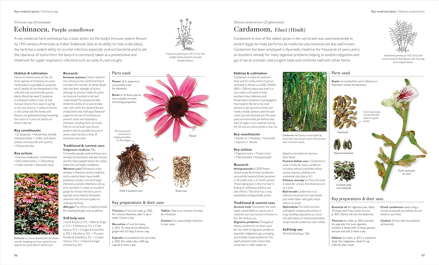 Encyclopedia of Herbal Medicine New Edition: 560 Herbs and Remedies for Common Ailments image number 2