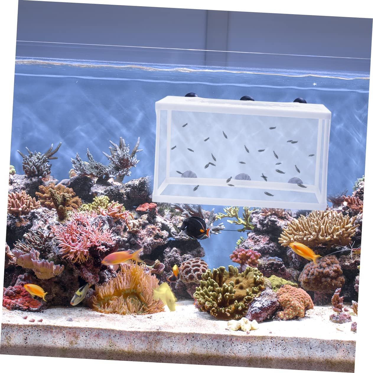 JOINPAYA 2Pcs Large Fish Hatchery Net with Suction Cups for Aquarium Tank, White Isolation Box for Fry Breeding and Juvenile Fish Protection in Aquatic Pet Care image number 4