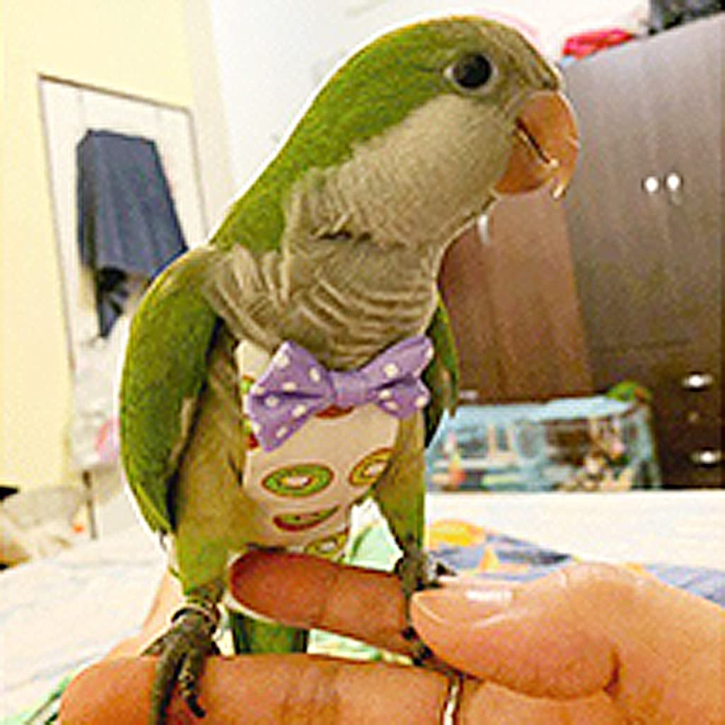 N 6 Pieces Bird Diapers, Washable Reusable Parrots Nappy with Waterproof Inner Layer Soft Small Pet Birds Flight Suit for Budgie Parakeet Cockatiel image number 6