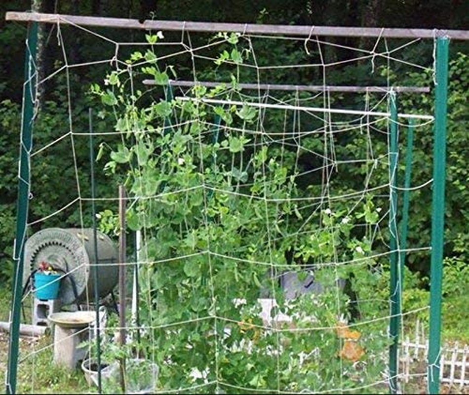Skycabin Pea & Bean Netting Trellis Netting (1.5M X 5M) Climbing Netting Support Net for Flowers, Climbing Plants, Vegetables,Fruit, Sweet Pea Plants image number 2