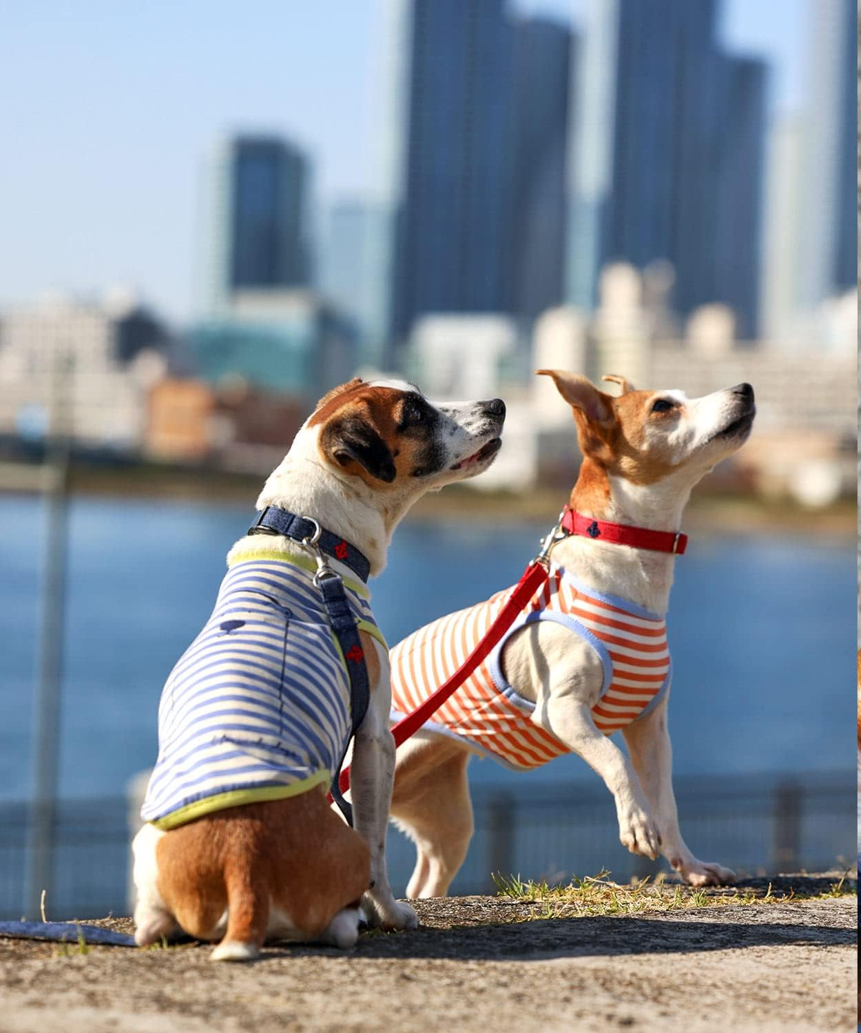 Dog Life Cool Border Bear Orange Dog L Size image number 3