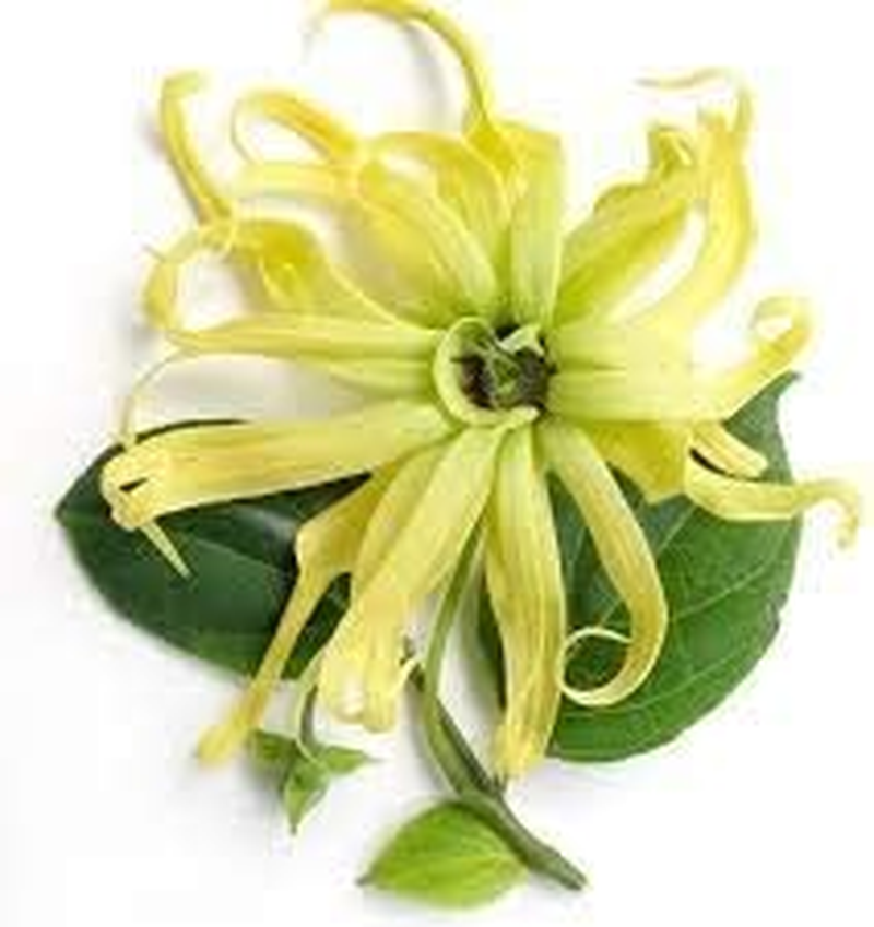 Ylang Ylang Essential Oil image number 1