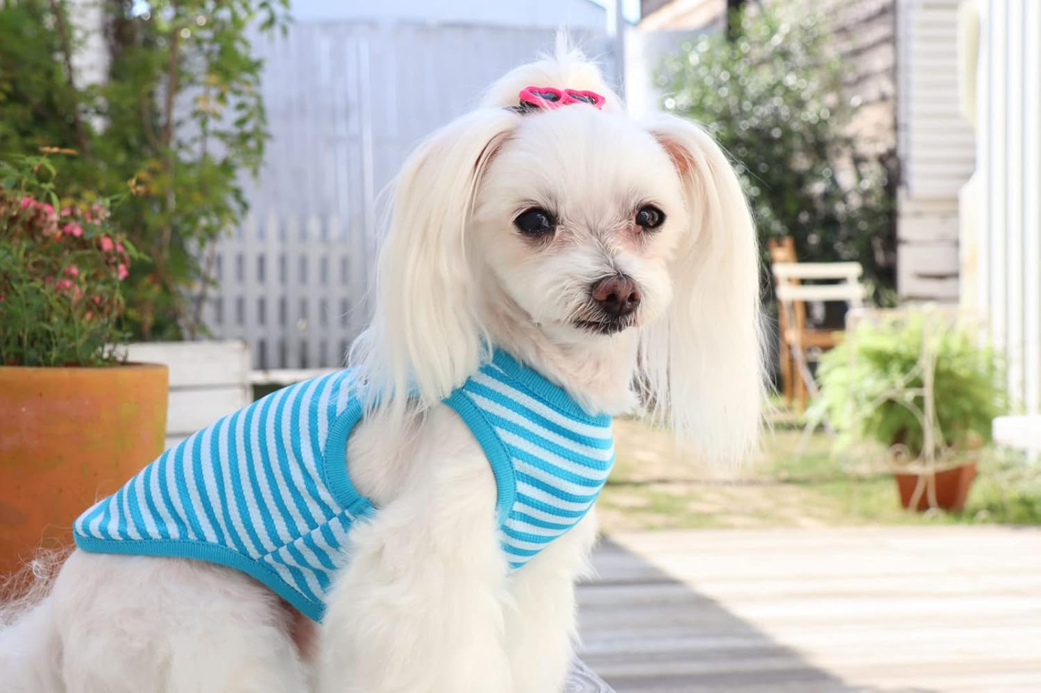 Dog Life Cool Border Marine Blue Dog XL Size image number 2