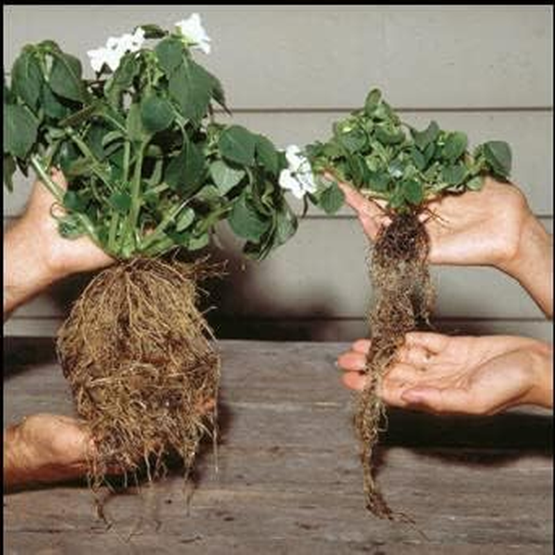 Rootblast - Grow Bigger Strong Plants image number 2
