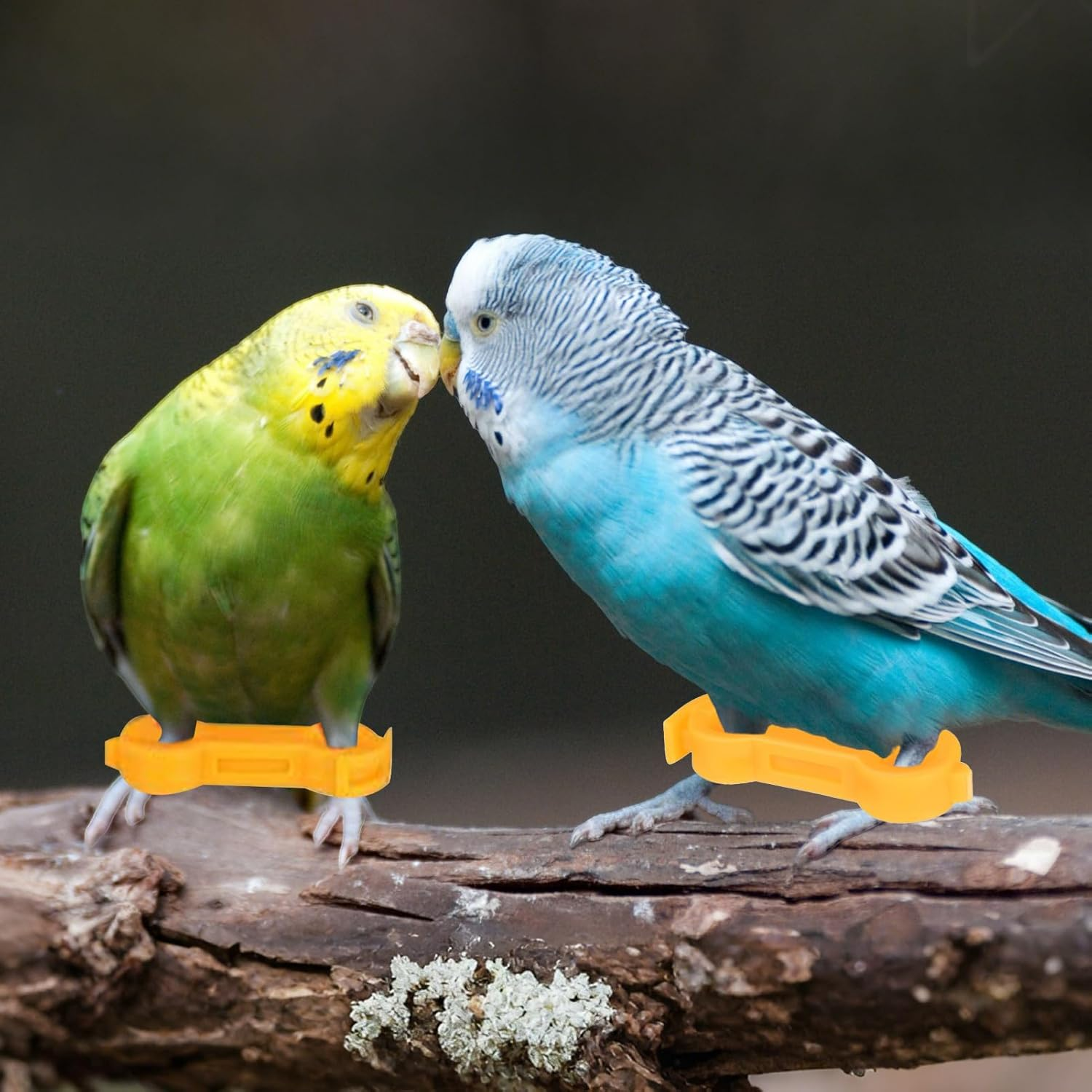 Baby Chick Splay Leg Bands - Baby Chick Splay Leg Hobble Bands | Adjustable Livestock Health Supplies for Newly Hatched Chicken Ducks Parrots Quails image number 5