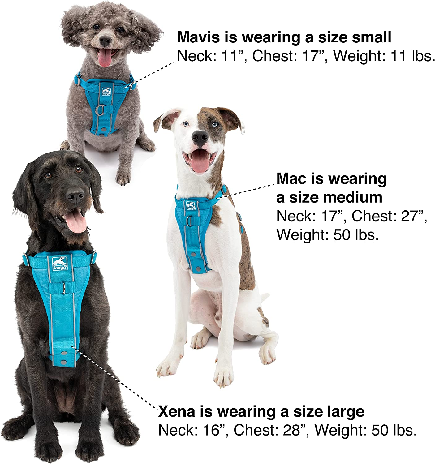 Kurgo Tru-Fit Smart Harness, Dog Harness, Pet Walking Harness, Quick Release Buckles, Front D-Ring for No Pull Training, Includes Dog Seat Belt Tether (Blue, Small) image number 2