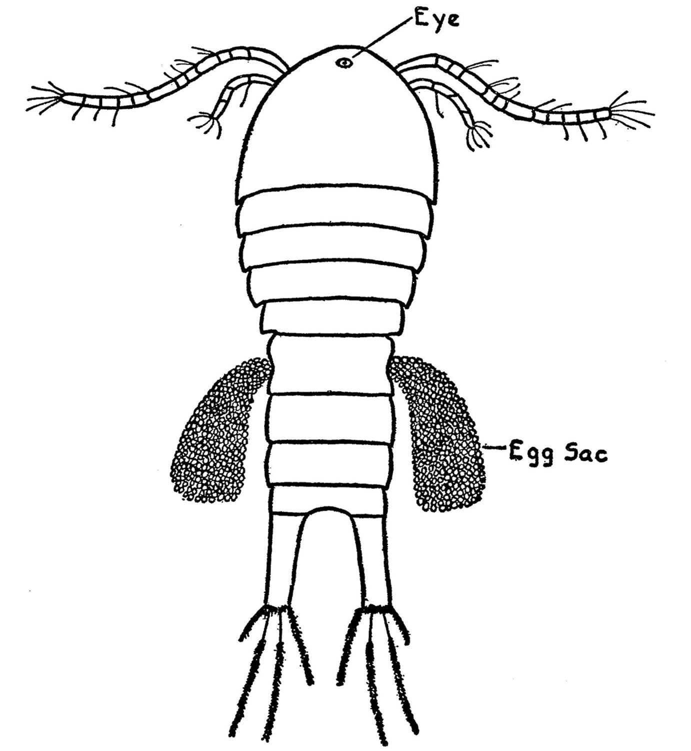 Adventures with a Microscope image number 2