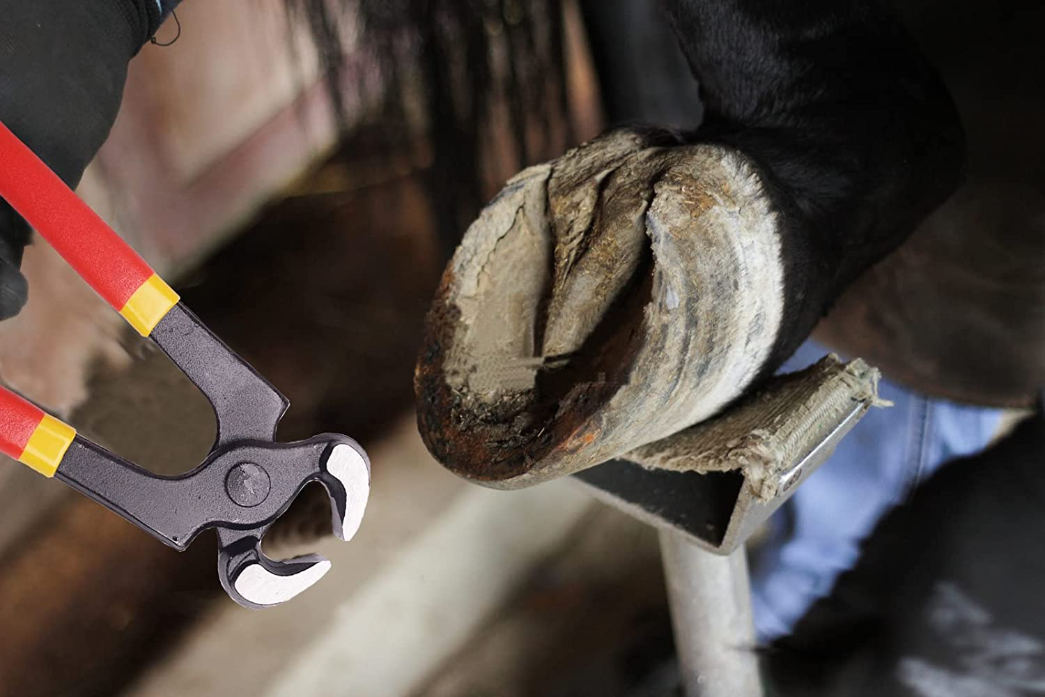 8 Inch Farrier Tool Kits （7 Piece） Mini Rasp Hoof File Goat Pig Equine Metal Shears Professional Farriers Hoof Nipper Cutter Handle Knife image number 4