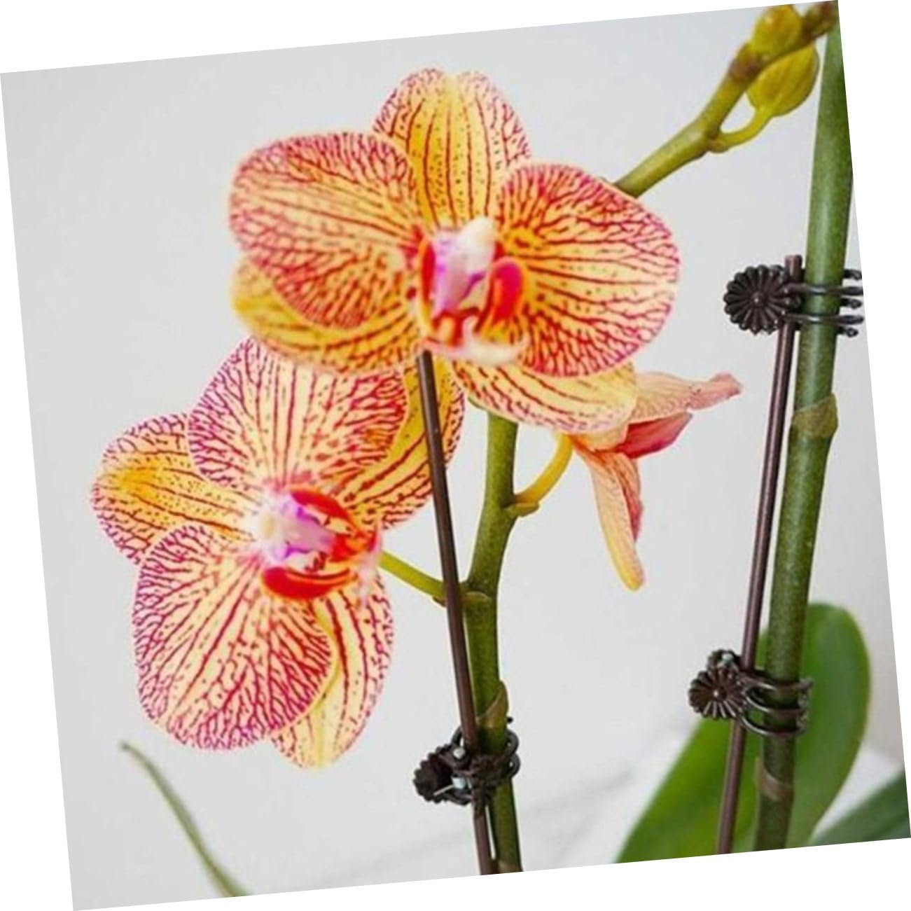 BESPORTBLE Plant Fixing Clips Gardening Clamps 20Pcs Iron PP Material for Climbing Vines Plant Support Sturdy Fixing Clips for Garden Home Use image number 1