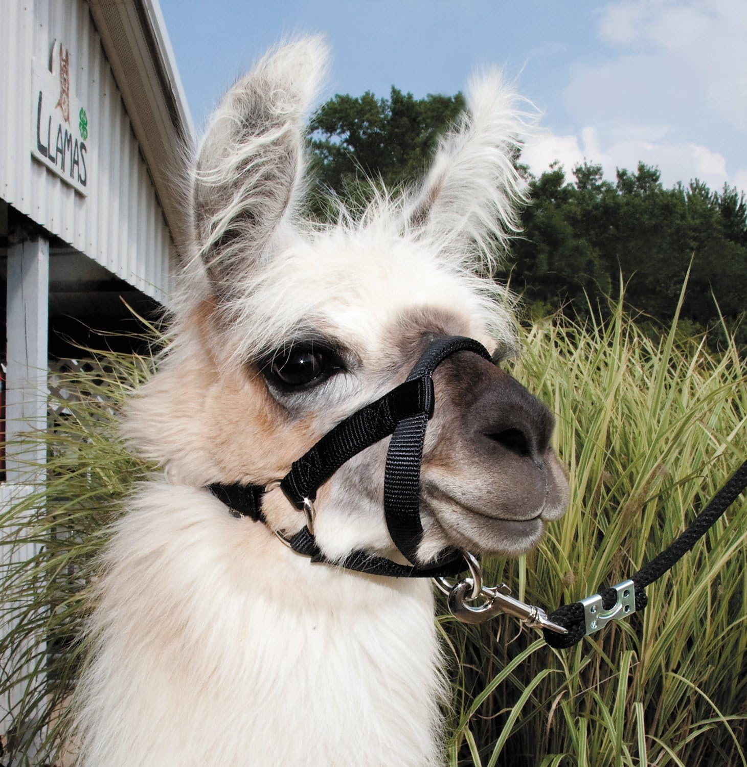 Weaver Leather Livestock Llama Halter, Black, Medium image number 1