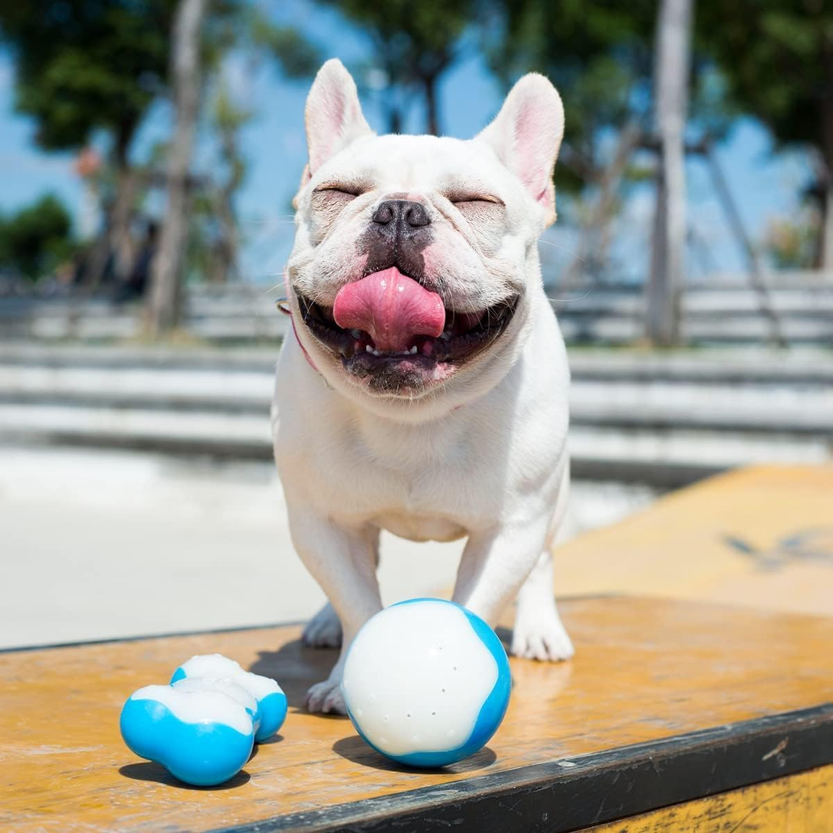 All for Paws Chill Out Ice Bone Dog Chew Toy