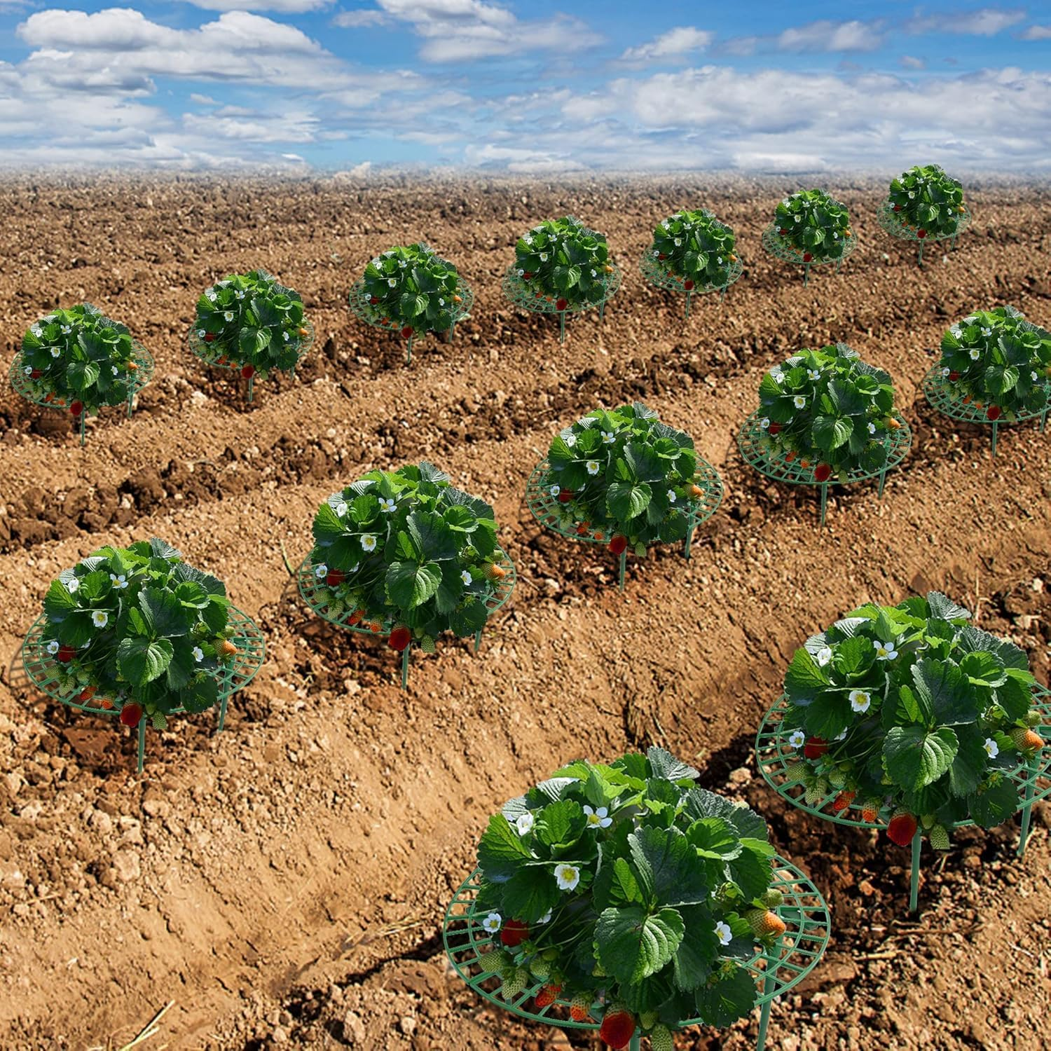 10 Pack Strawberry Plant Stand - Large Strawberry Planting Frame to Keep Garden Strawberries Clean, Detachable Plant Stand to Keep Garden Strawberries Clean