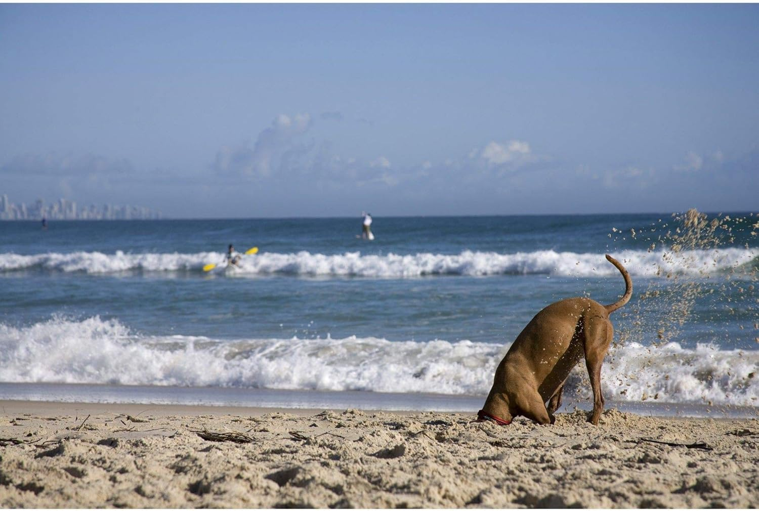 EZYDOG Classic Neo Dog Collar | Dog Collar Small, Medium, Large Dogs, Reflective Dog Collar, Supreme Comfort, Soft Neoprene Material, Non-Corrosive (Chocolate) image number 5