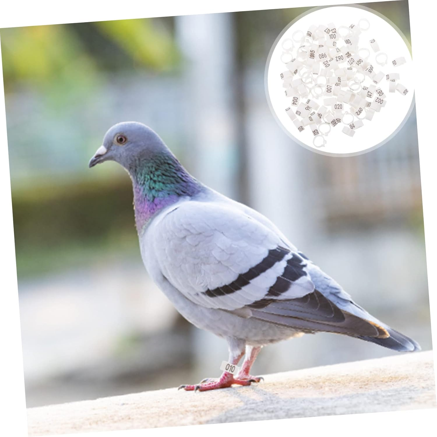 Beavorty 100Pcs Digital Foot Ring Pigeon Foot Ring Numbered Bird Leg Pigeon Identification Bands for Bird Poultry Leg Bands image number 4