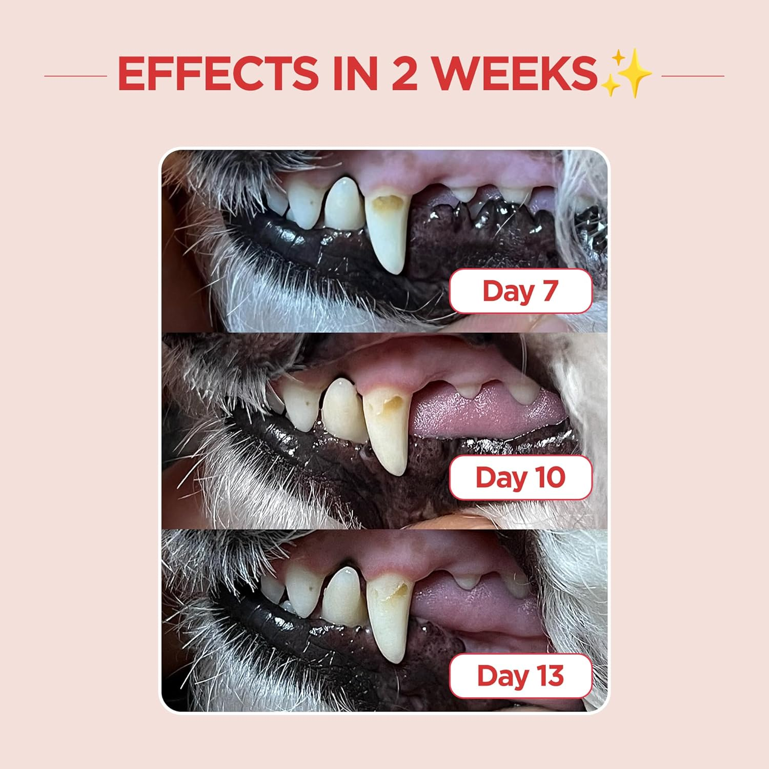 JAYU PET Dental Care Brush (Edge Bristles) - Micro round Head Dog Toothbrush, Cat Toothbrush, Dental Care, Perfect for Kitten & Small Breed with End-Tuft Diagonal-Shaped Bristles & Easy Grip Handle image number 4