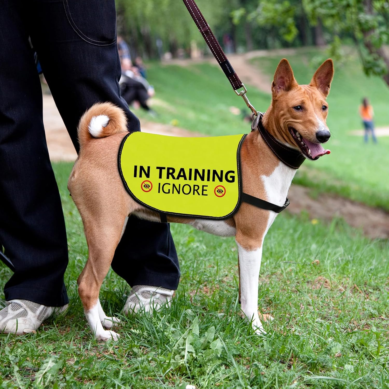 Training Dog Jacket Vest in Training Ignore Dog Vest Dog Walking Slogan Warning Vest (In Training Ignore-Large) image number 6