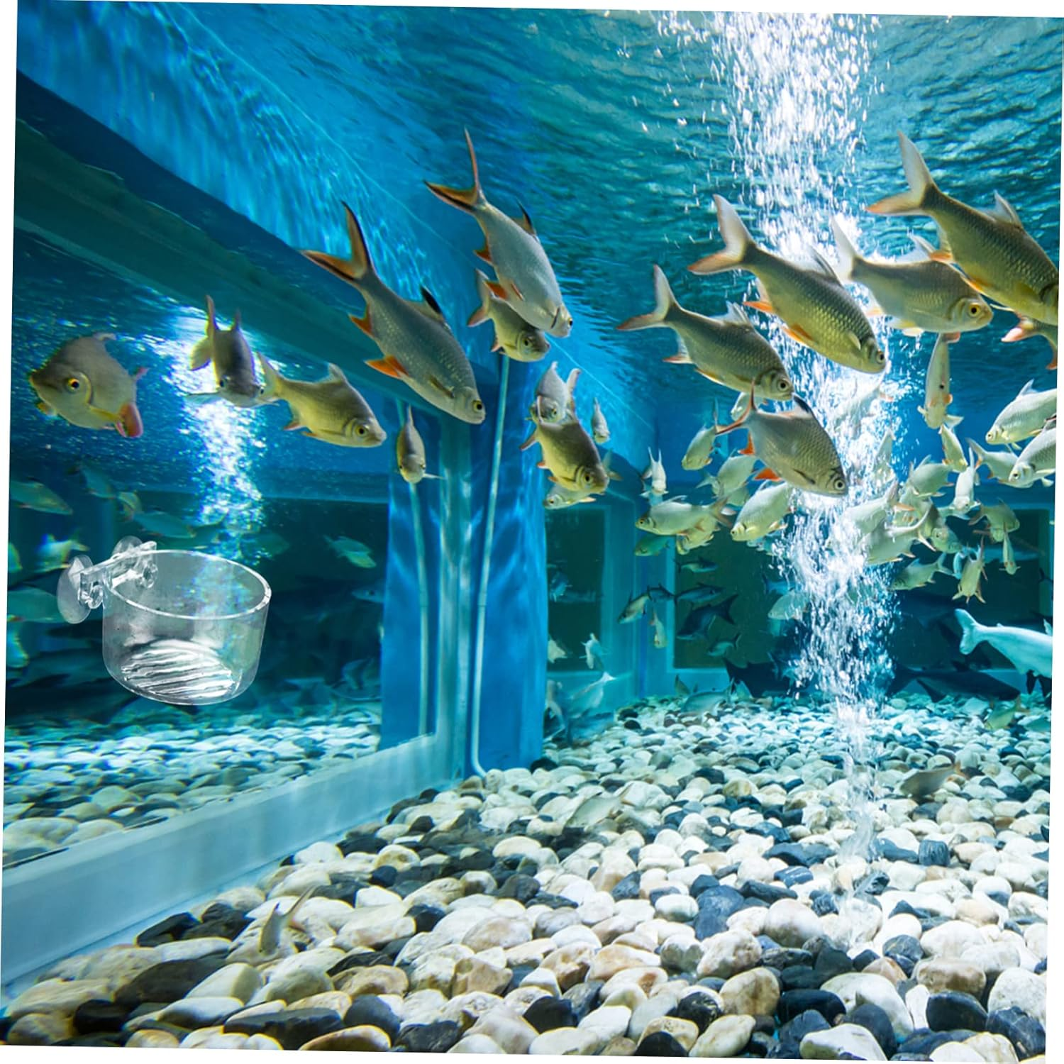 FRCOLOR 2Pcs Acrylic Fish Feeder Cup Floating Aquarium Feeder Red Worms Food Holder Feeding Ring Aquatic Supplies Automatic PET Fish Tank image number 2