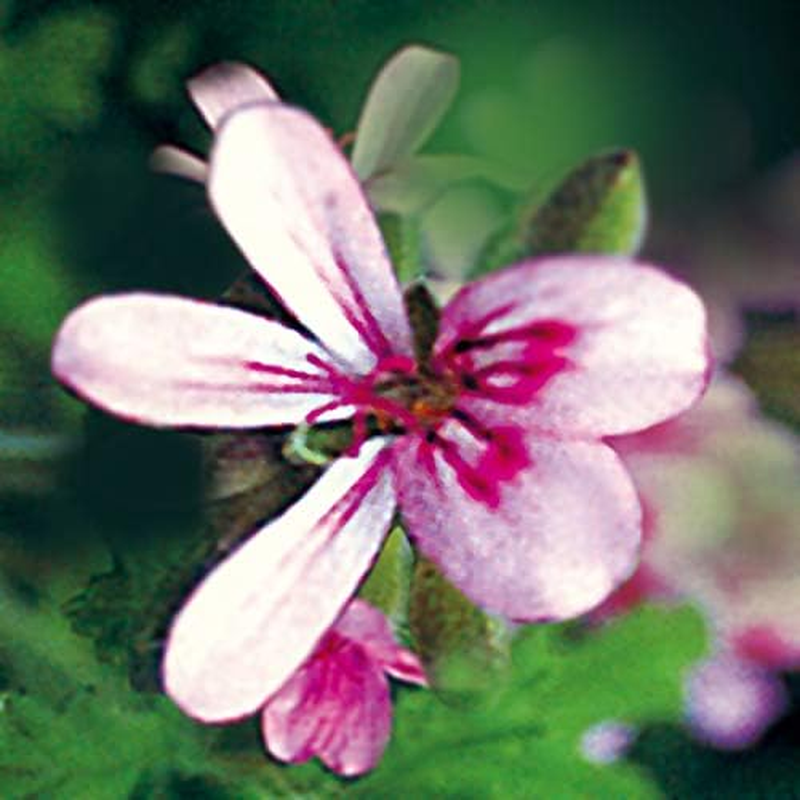 Japan Health and Personal - Neal'S Yard Remedies Geranium & Orange Shower Gel (Body Wash) 200Ml *AF27*