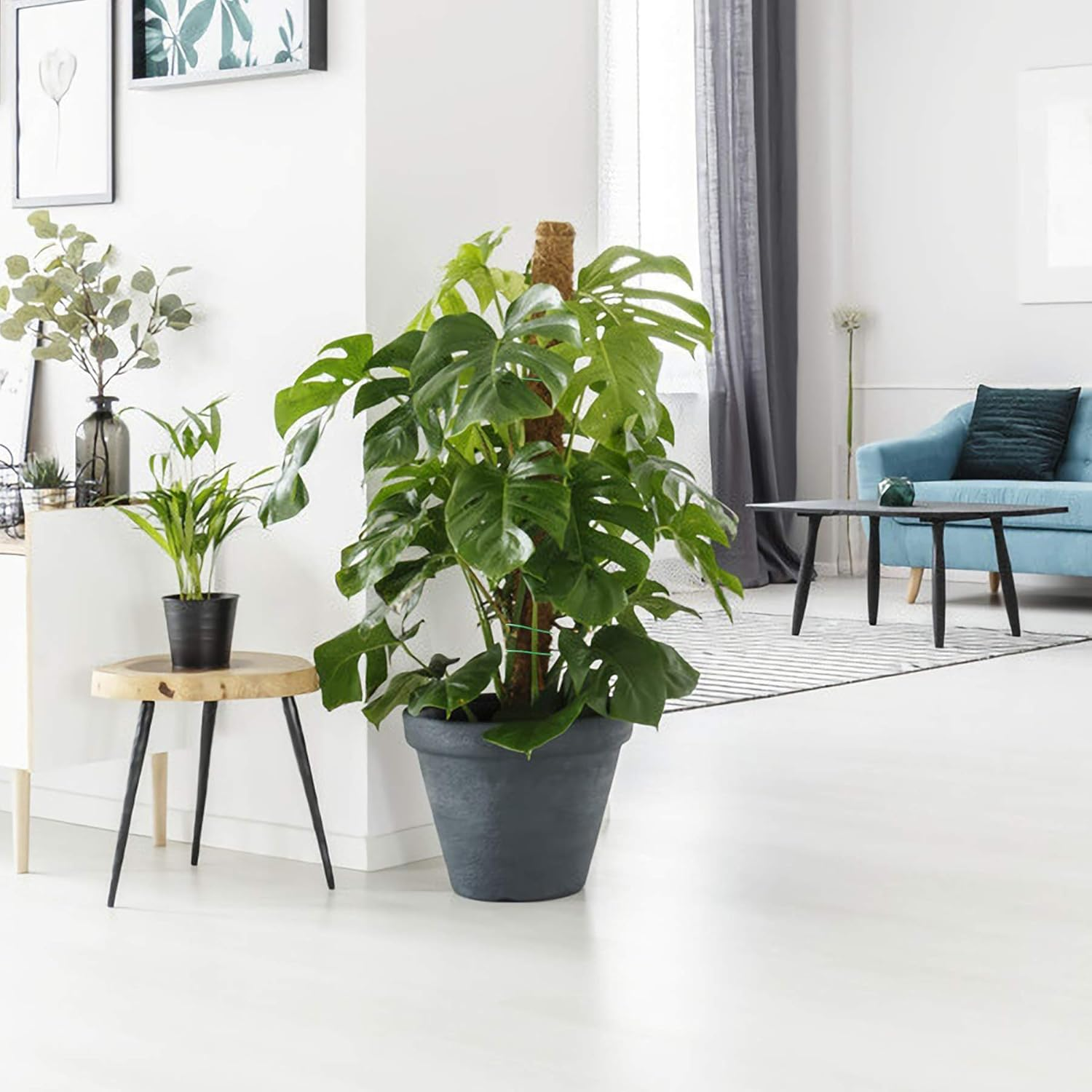 Augshy Moss Pole, Total Length 20 Inch Coir Totem Pole - 2Pcs 12 Inch Moss Pole, Coir Moss Stick for Monstera Climbing Indoor Creepers Plant Support Extension image number 3