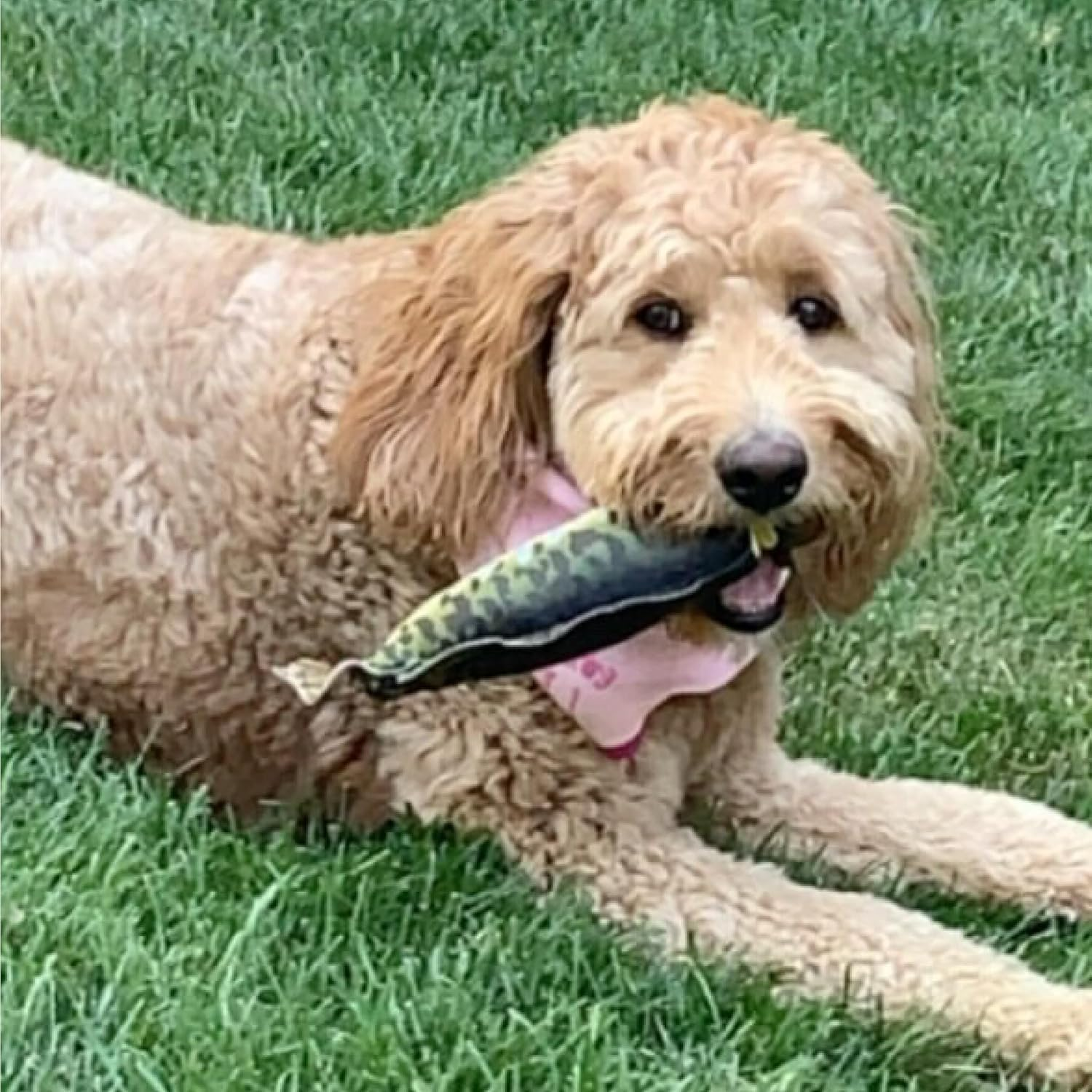 Spunky Pup Fly and Fetch Fish Squeak Dog Toy image number 4