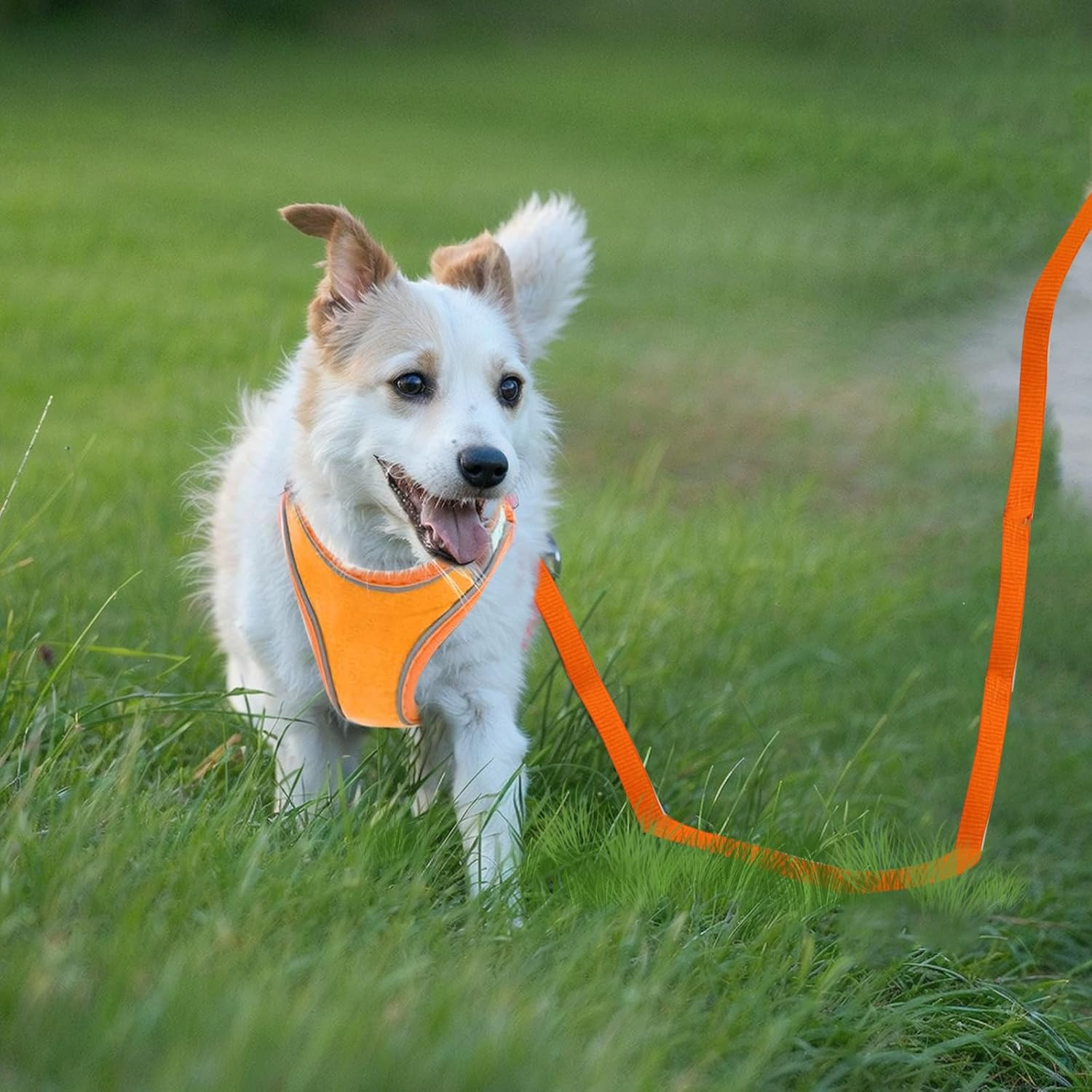 Adjustable Cat Harness, Air Mesh Breathable Chest Harness with 1.5 M Lead, Soft Padded Dog Harness, Cat Lead Kitten with Reflective Strips, Cat Vest (Orange, 3XS)