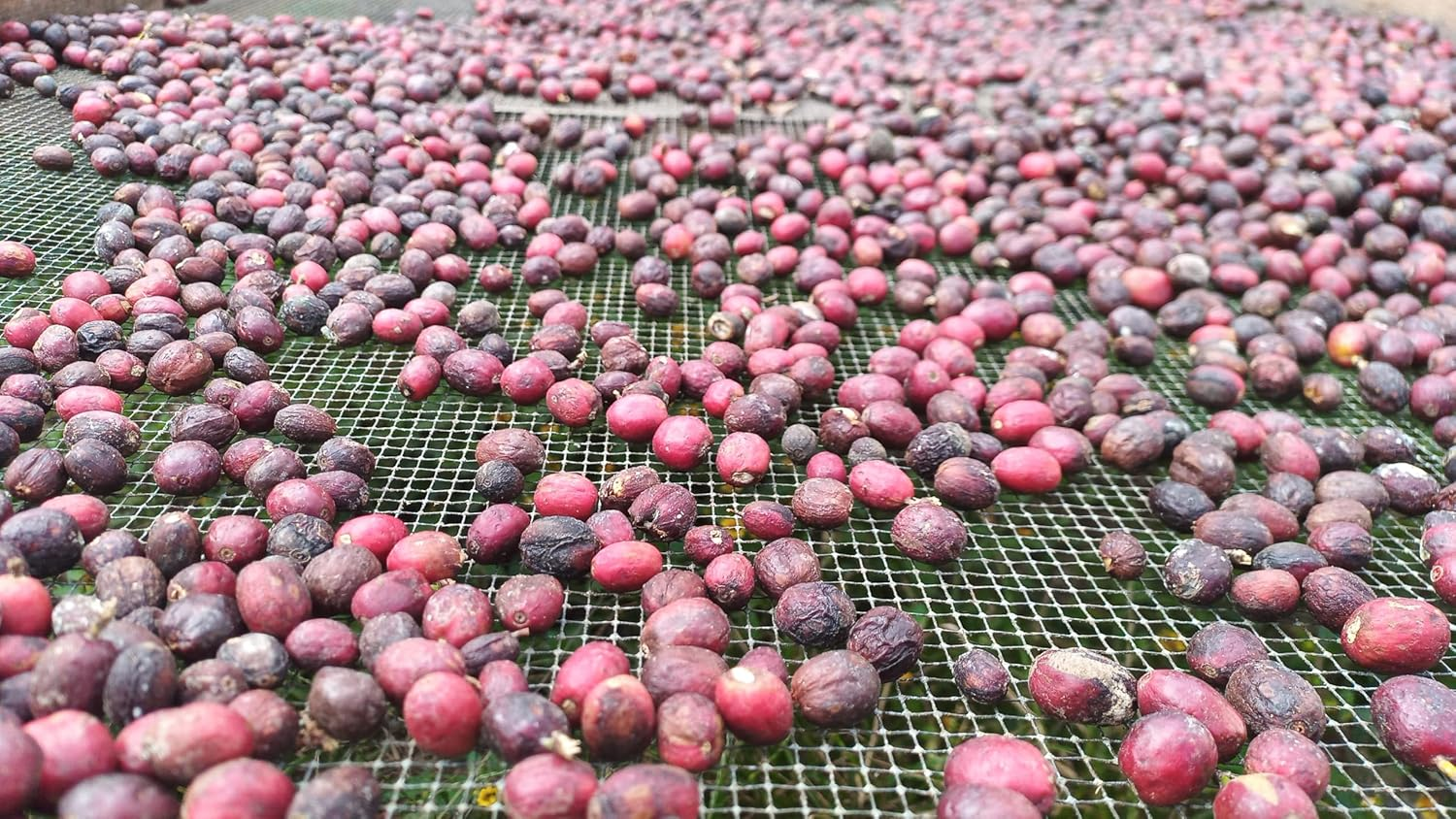 Monarca Coffee - Veracruz