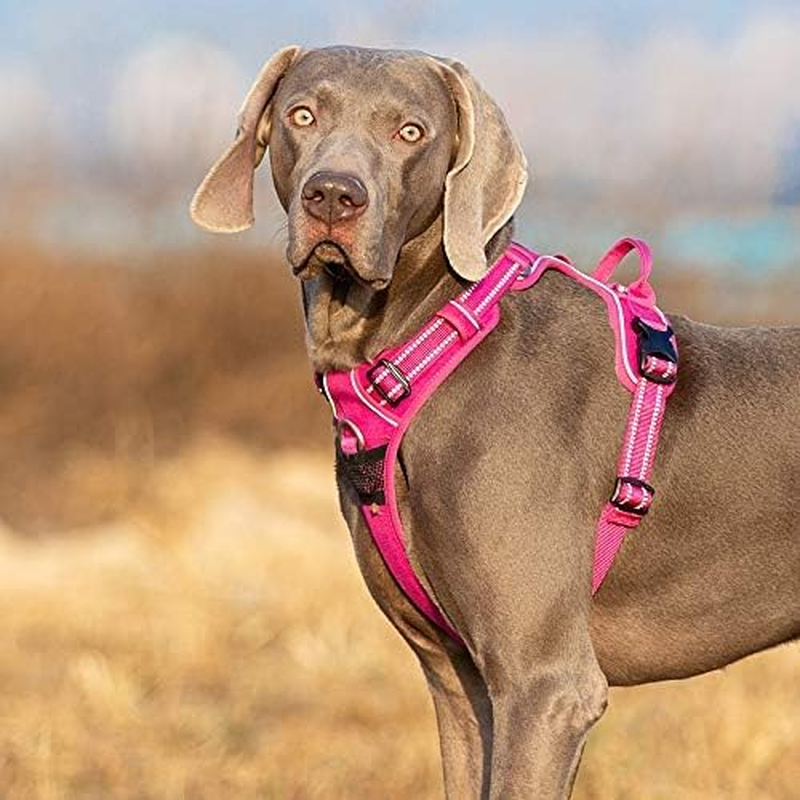 WINHYEPET True Love No-Pull Dog Harness Extra Reflective Pet Harness for Small Medium Dogs Adjustable for Walking Padded Soft Mesh Vest Easy Control TLH56512 image number 3