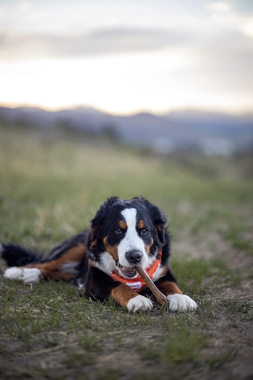 Nylabone Healthy Edibles Natural Dog Chews Long Lasting Roast Beef Flavor Treats for Dogs, X-Large/Souper (1 Count) image number 5