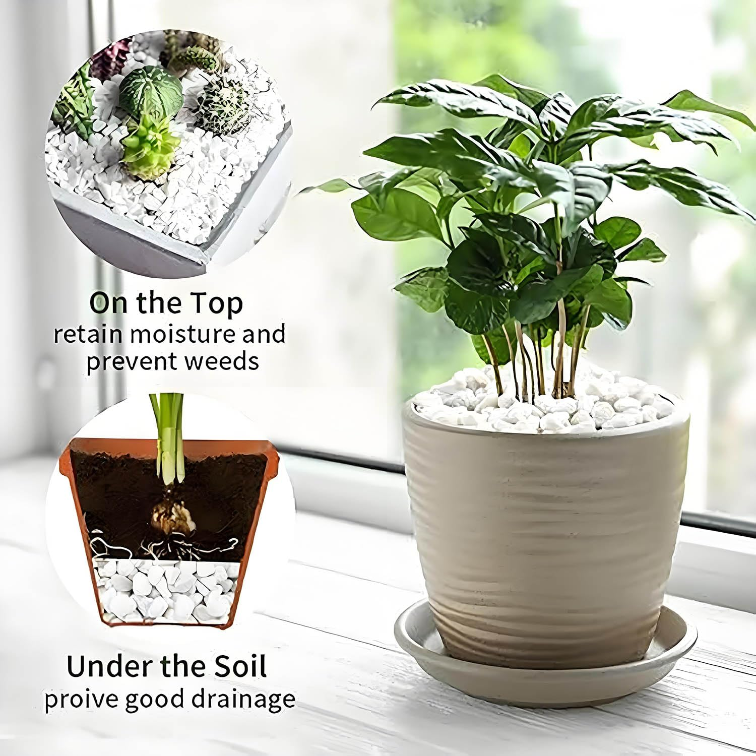 1.65Lb White Pebble for Plants, 1-2Cm Indoor Terrarium Gravel, River Rocks Polished, Vase Fillers Succulents Cactus Bonsai DIY Garden Landscaping Outdoor Stones for Aquarium, Fish Tank Decor image number 1