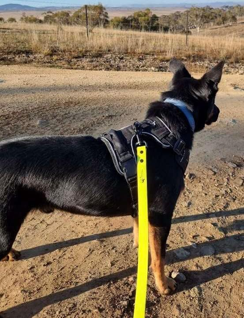 Drovers Dog and Co Super Tuff Dog Lead - Stink Proof - Easy Clean - Extra Strong (Yellow)