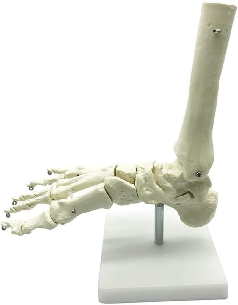 Veumoie 1:1 Human Skeleton Foot Anatomy Model Foot and Ankle with Anatomical Model Anatomy Teaching Resources image number 4
