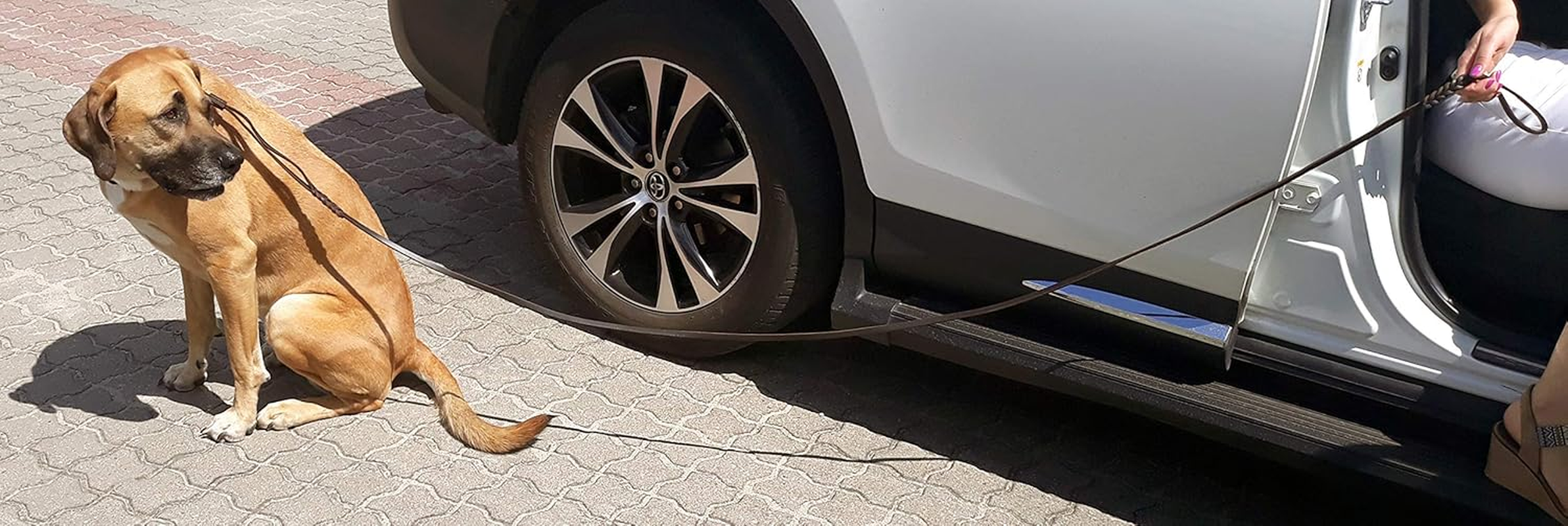 Dingo Soft Leather Show Lead with Braided Handle, Handmade, Dog Exhibition Leash, Brown 10700 - Brown image number 5