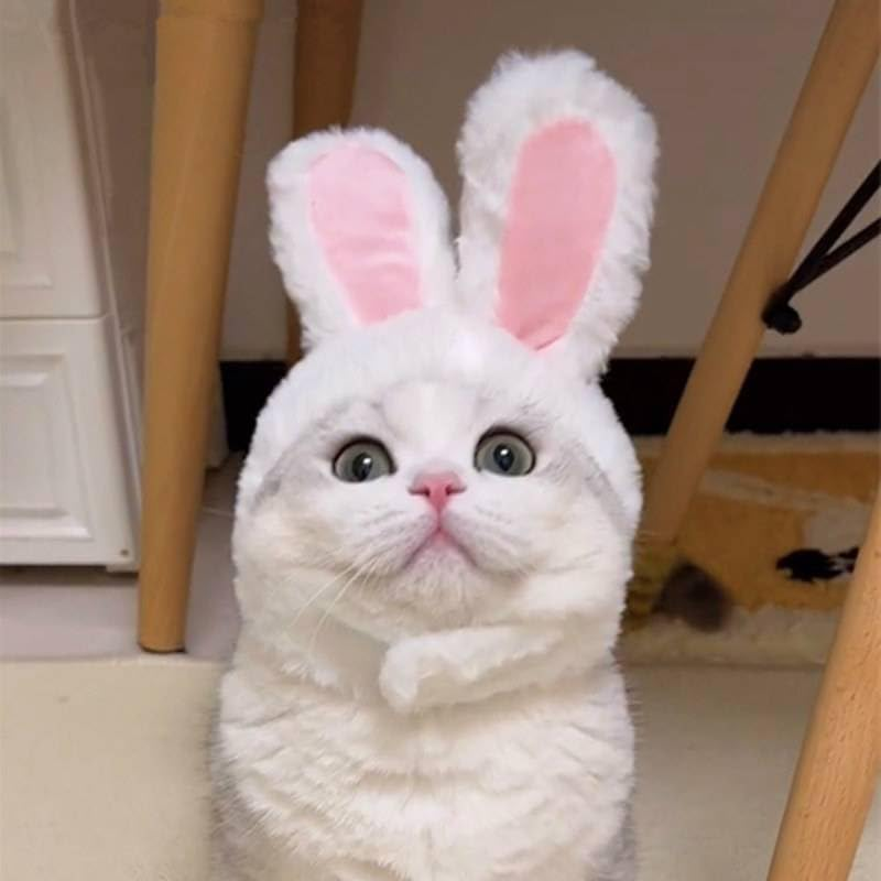 Prymal Comfort Cat/Dog Costume for Halloween, Parties and Pictures (Bunny) - Bunny image number 1