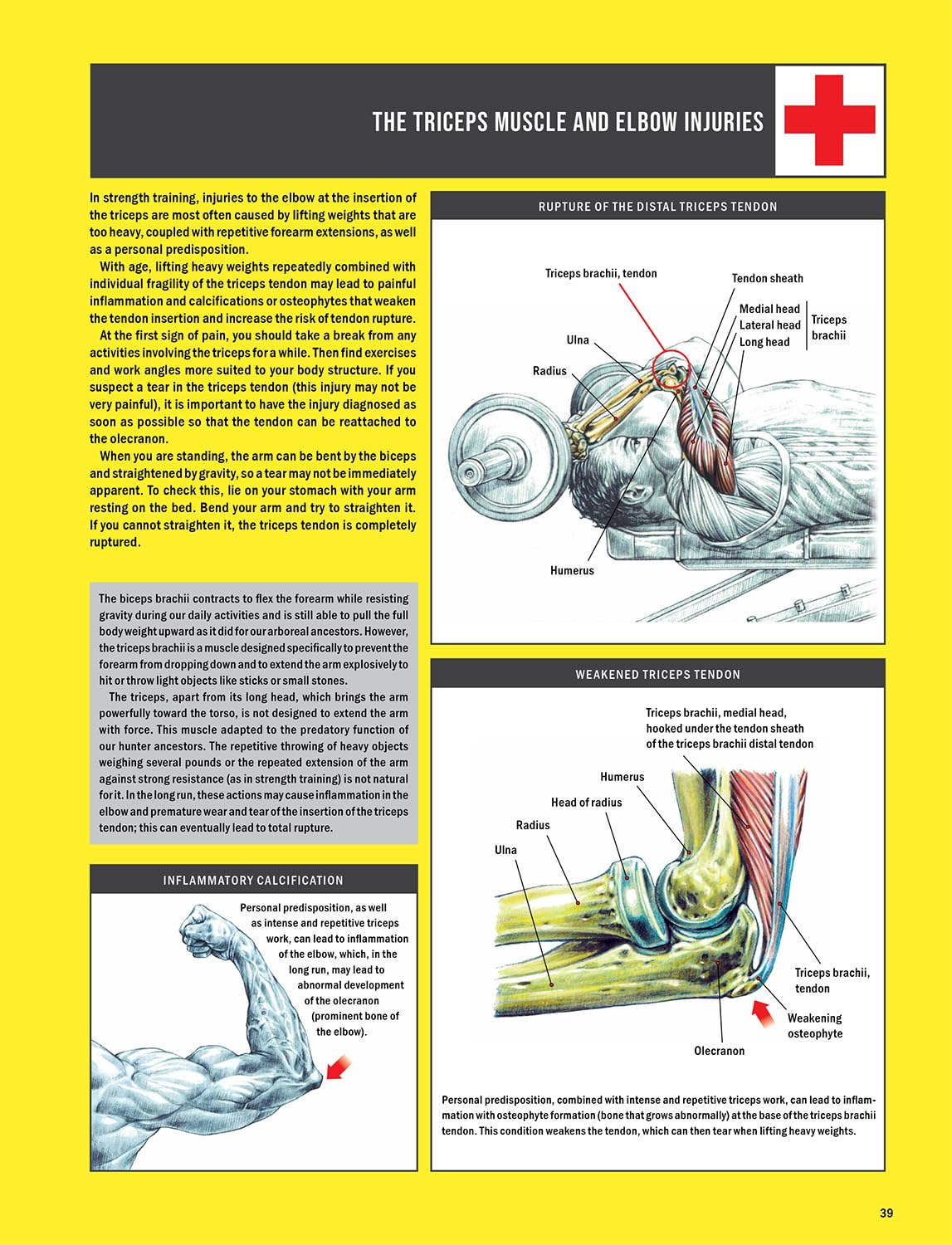 Strength Training Anatomy image number 3