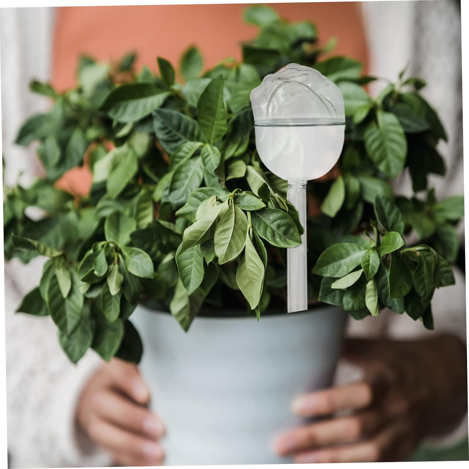 BESPORTBLE 5Pcs Automatic Watering Device Plant Watering Bulb Self-Watering Tools for Indoor Outdoor Gardening Supplies for Keeping Plants Hydrated While Traveling Busy Schedules image number 2