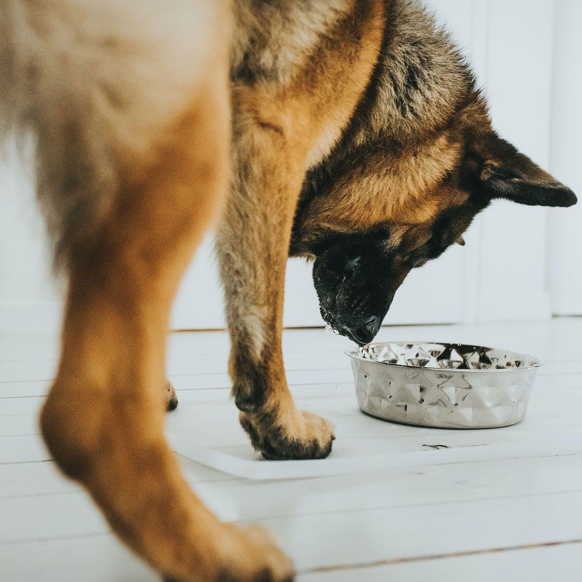 Hunter Silicone Stainless Steel Dog Bowl 1.75L image number 5