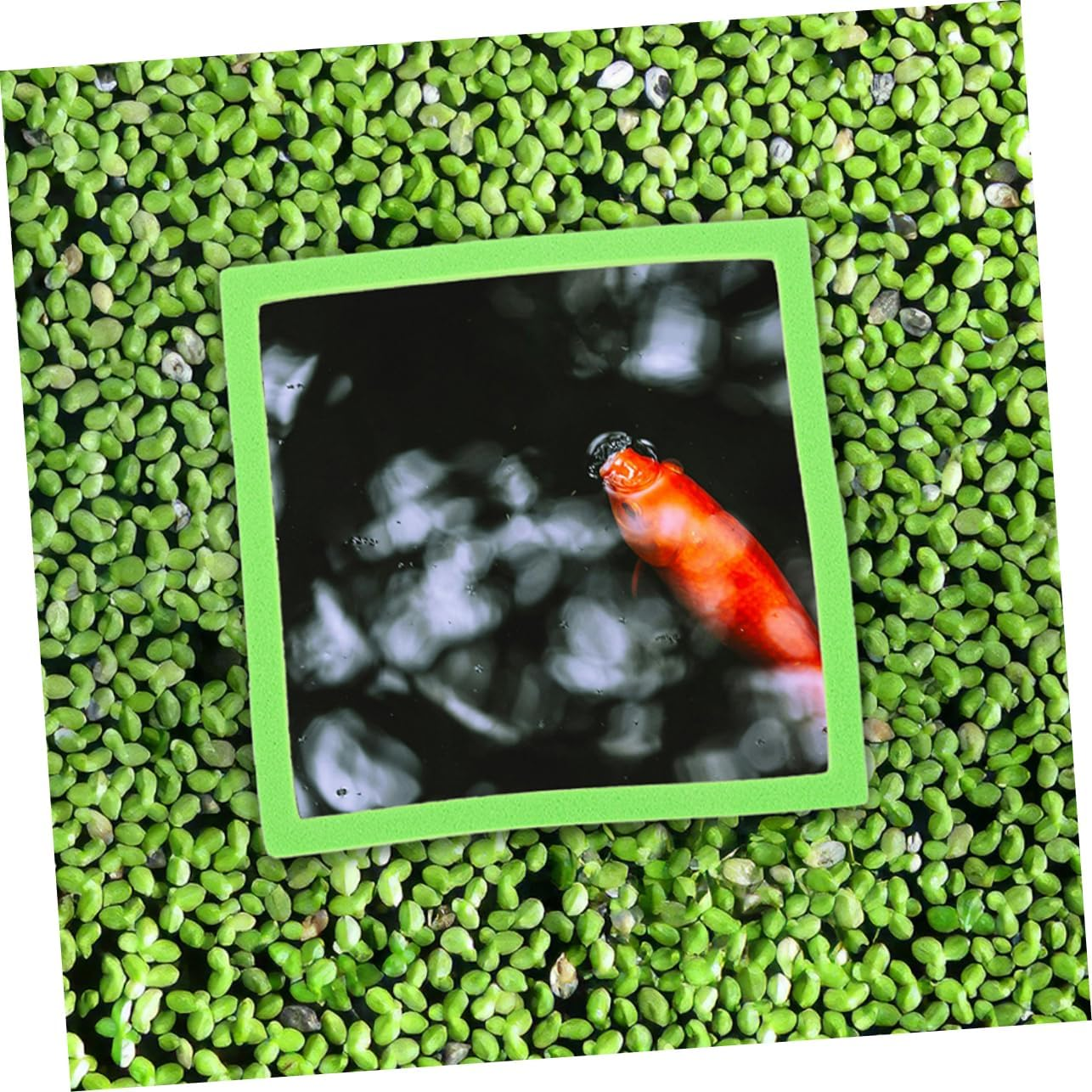 ANDRESLAD 20Pcs Floating Aquarium Plant Rings Reusable Fish Tank Floating Dividers for Betta and Aquatic Pets Supports Photosynthesis Easy Installation for Aquarium Landscaping image number 6