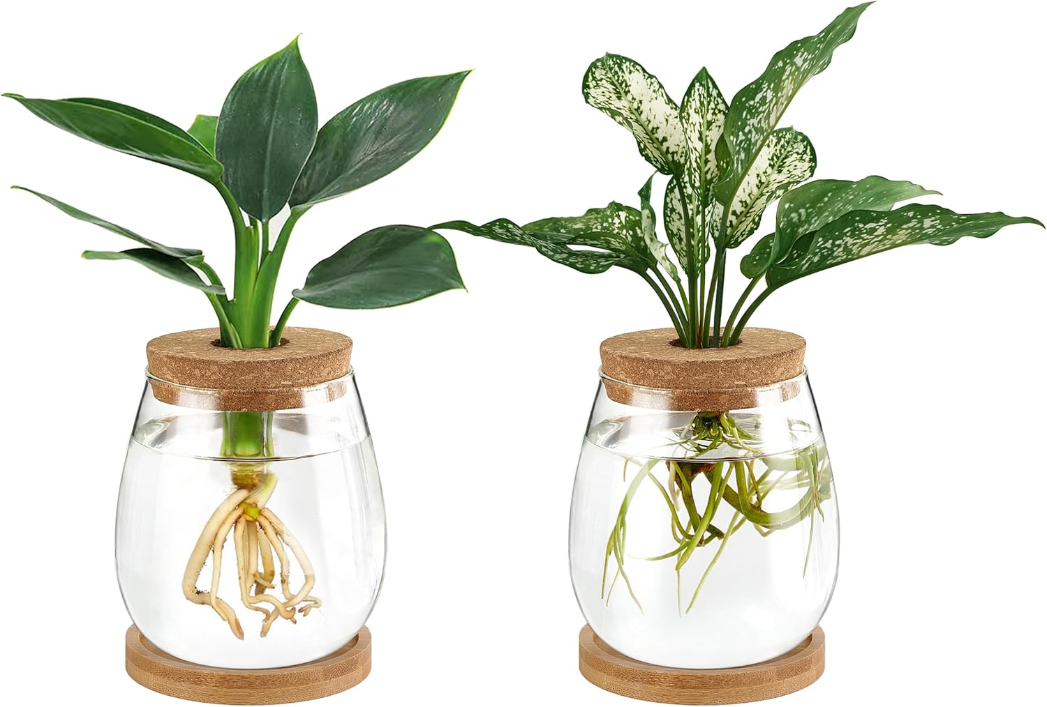 Dahey Plant Propagation Jars Plant Terrarium Glass Vase with Wooden Saucer and Cork Planter Station for Growing Hydroponic Plants Indoor Table Centerpirce Home Office Decor, Set of 2 image number 1