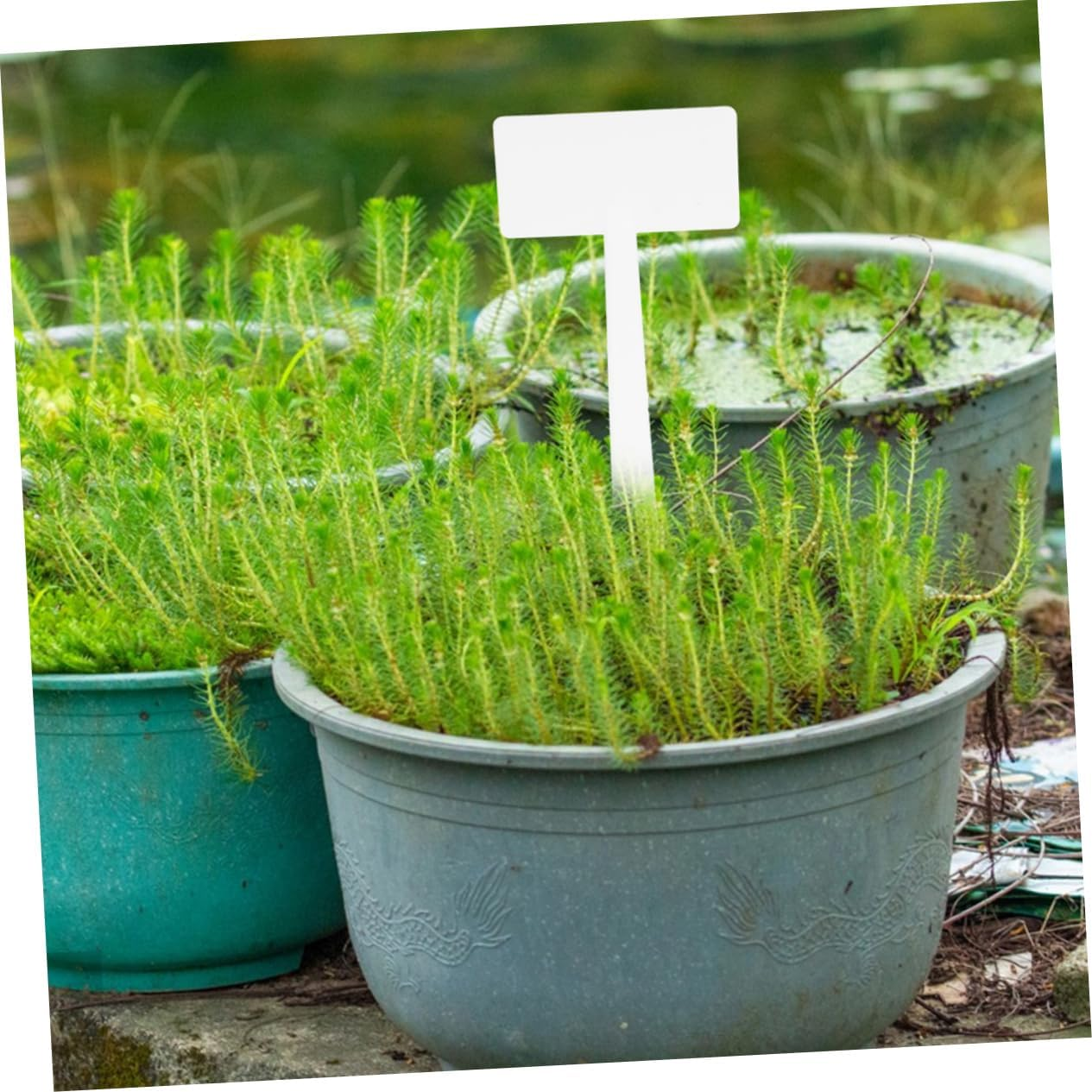 10Pcs Plant Tags Landscape Signs for Gardening Easy to Use Write Lightweight Safe for Plants for Garden Decoration image number 2